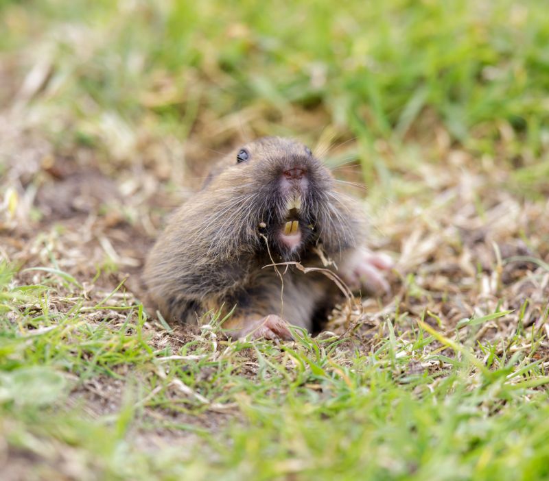 Gopher and Mole Removal Pros