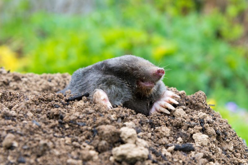 Gopher and Mole Removal Pros