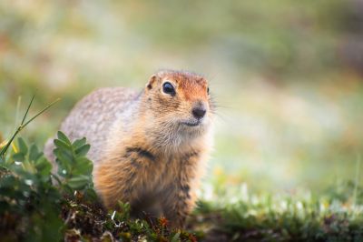 Gopher and Mole Removal Pros