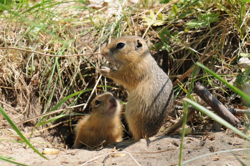 Gopher And Mole Removal Pros
