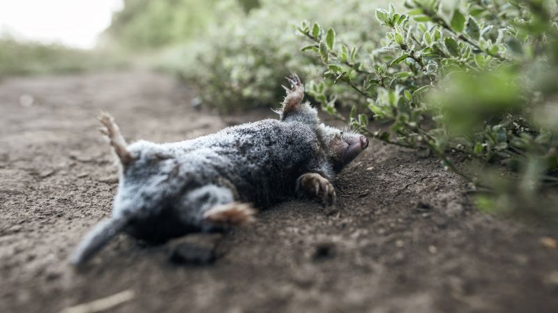 Gopher And Mole Removal Pros