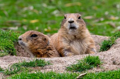 Gopher And Mole Removal Pros