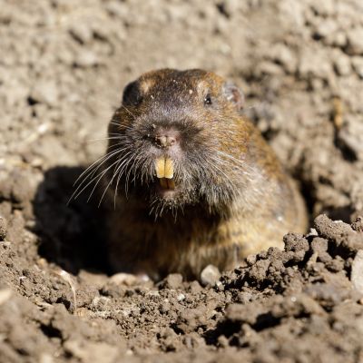 Gopher And Mole Removal Pros