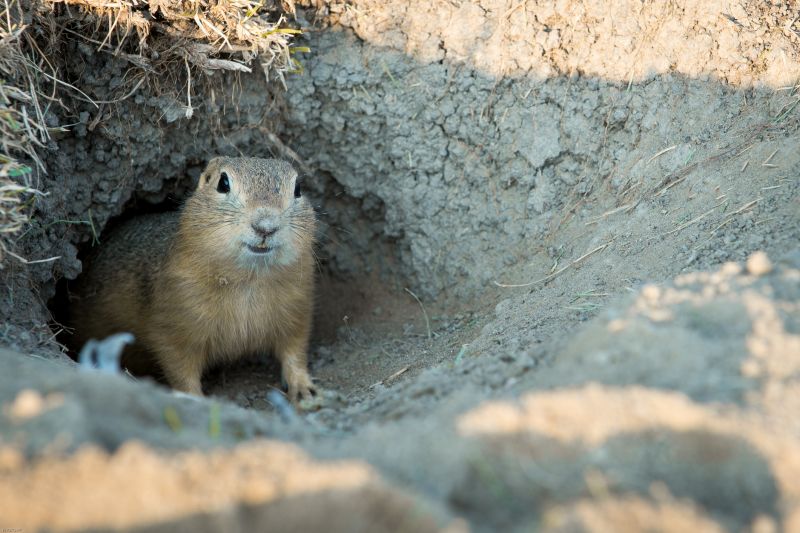 Gopher Tunnels and Mounds