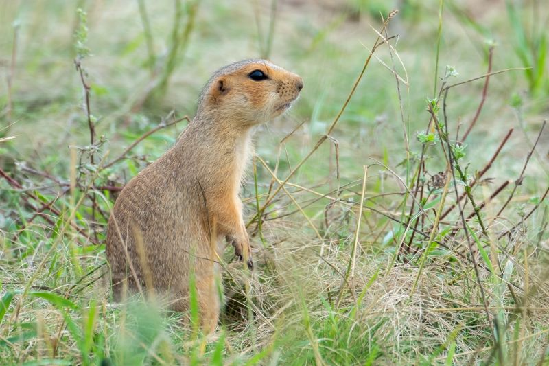Gopher Tunnels And Burrows: What They Mean For Your Yard