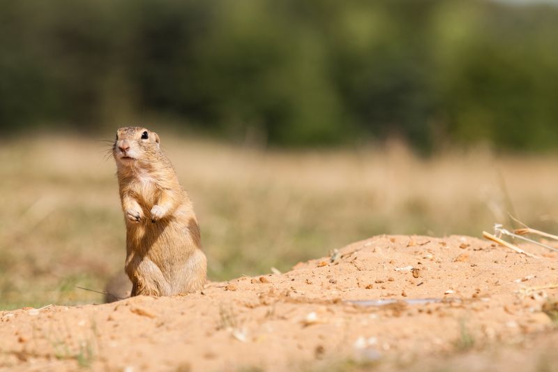 Health And Safety Risks Associated With Gopher Infestations