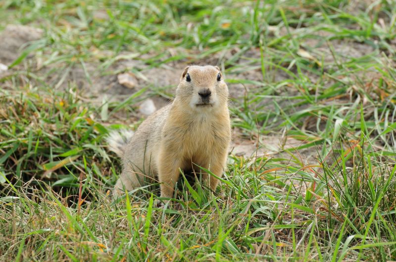 How Gophers Damage Lawns, Landscapes, And Properties