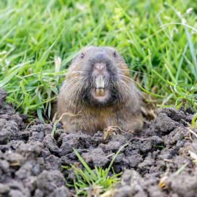 How Gophers Damage Lawns, Landscapes, And Properties