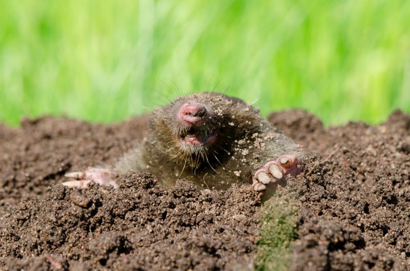 Moles In Your Yard: How Tunneling Damages Landscapes And Lawns