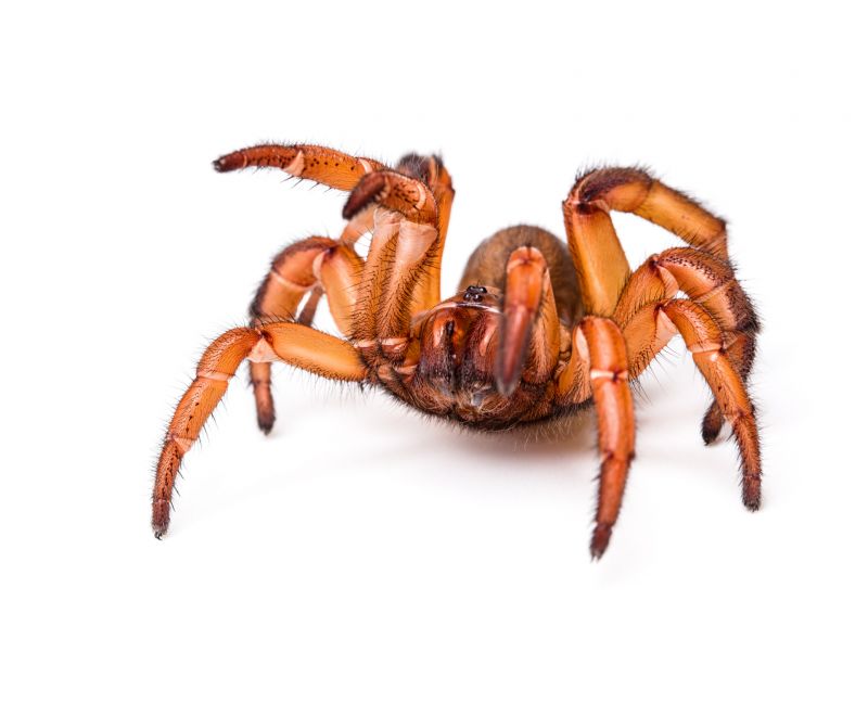Trapdoor Spider Extermination in New Braunfels, TX