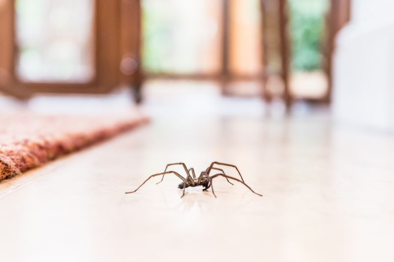 Trapdoor Spider Extermination in New Braunfels, TX