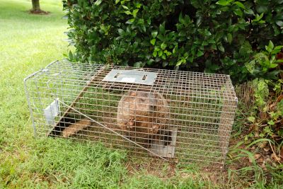 Humane Trapping Methods