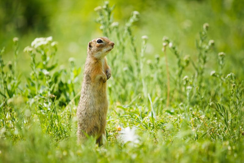 Why Professional Gopher Removal Is More Effective Than Diy Methods