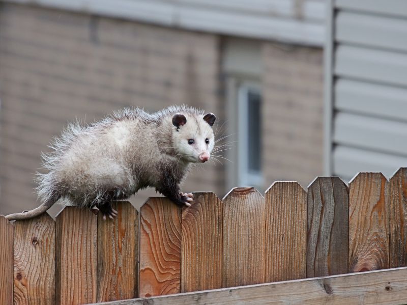 Opossum Encounters