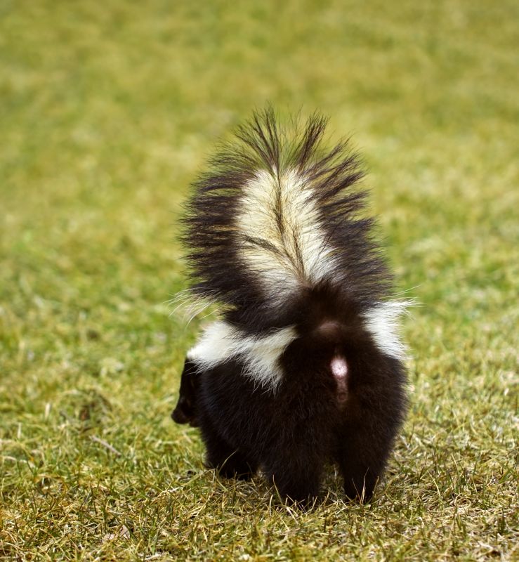 Skunk Sightings