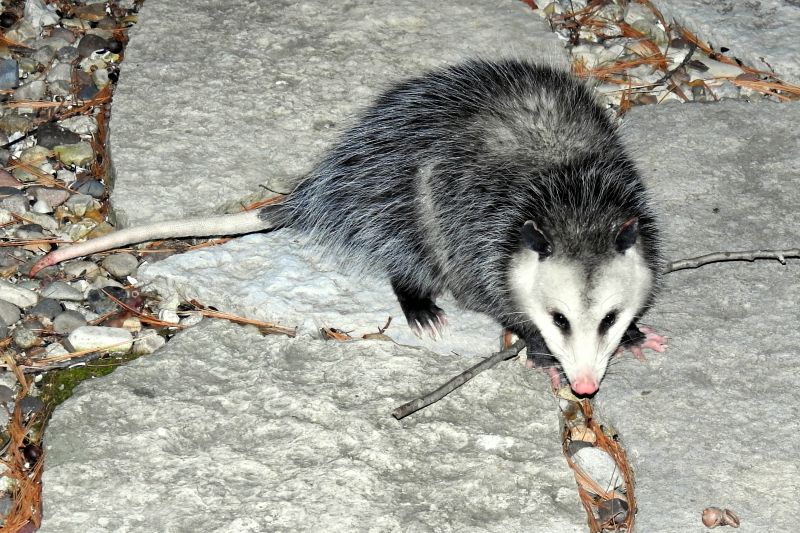 Opossum Scavenging