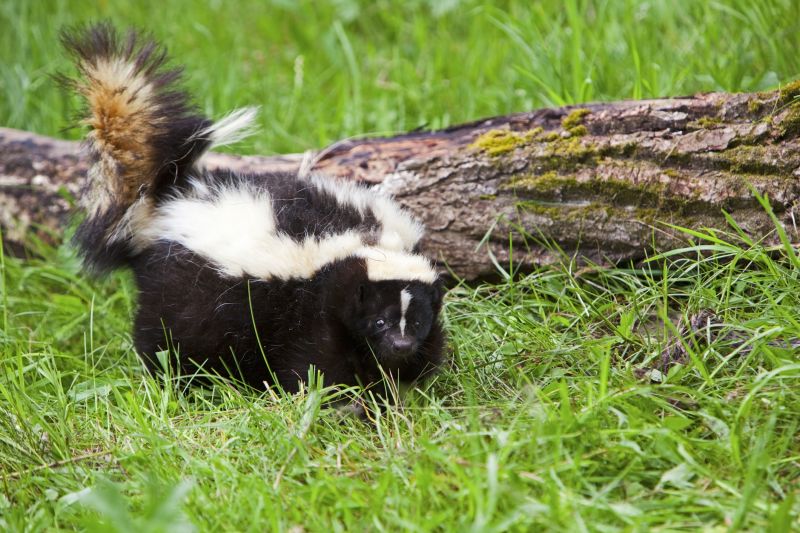 Skunk Activity