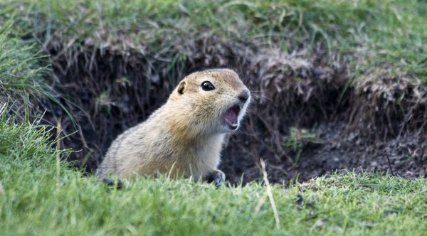 Grow your Gopher And Mole Removal Pros business